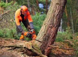 Leaf Removal in Northglenn, CO